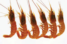 Shrimp